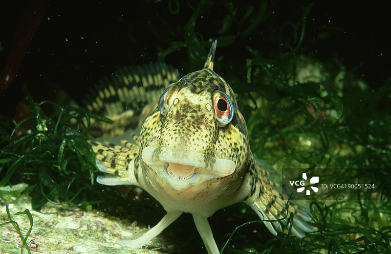 鳚鱼：芬尼特，凯里郡，爱尔兰图片素材