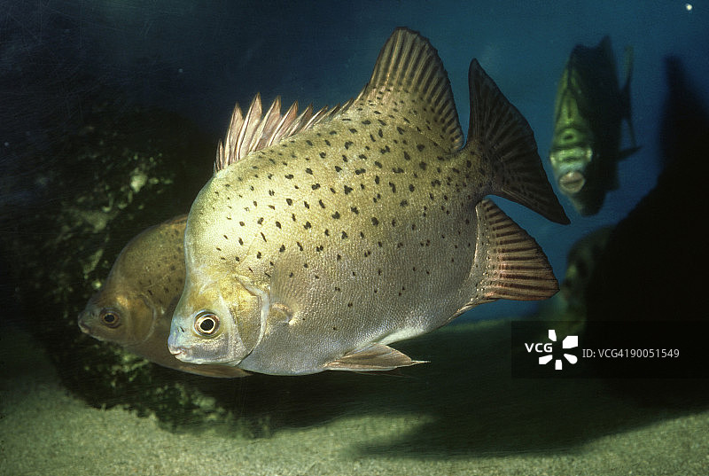 星点 Scatophagus argus图片素材