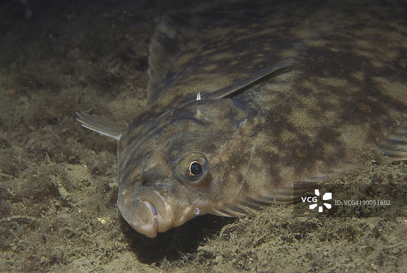 爱尔兰科克郡海恩泻湖中的欧洲鲽图片素材
