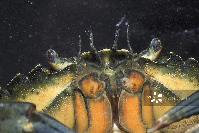 海岸蟹的“面部”特写，英国北威尔士图片素材