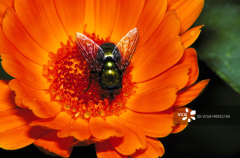 英国米德尔塞克斯的绿蝇图片素材