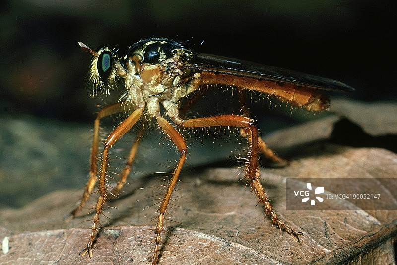 食虫虻，巴罗科罗拉多岛，巴拿马图片素材