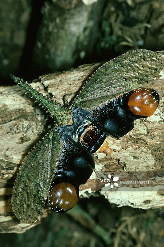 长角飞虱威胁展示巴拿马BCI图片素材