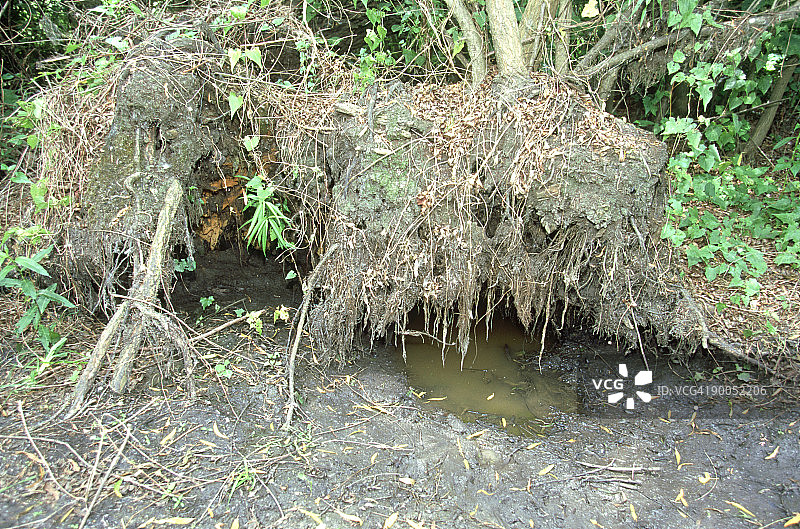 鳄鱼，密西西比鳄，理想的栖息地，德克萨斯州布拉佐斯弯州立公园图片素材