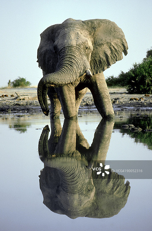 非洲象图片素材