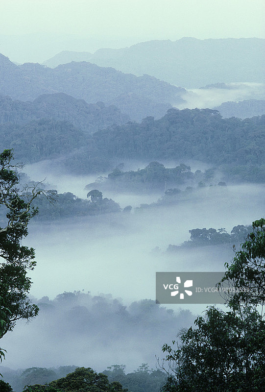 清晨薄雾：卢旺达南部雨林图片素材