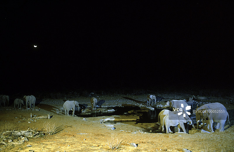 非洲象在纳米比亚埃托沙国家公园水塘边图片素材