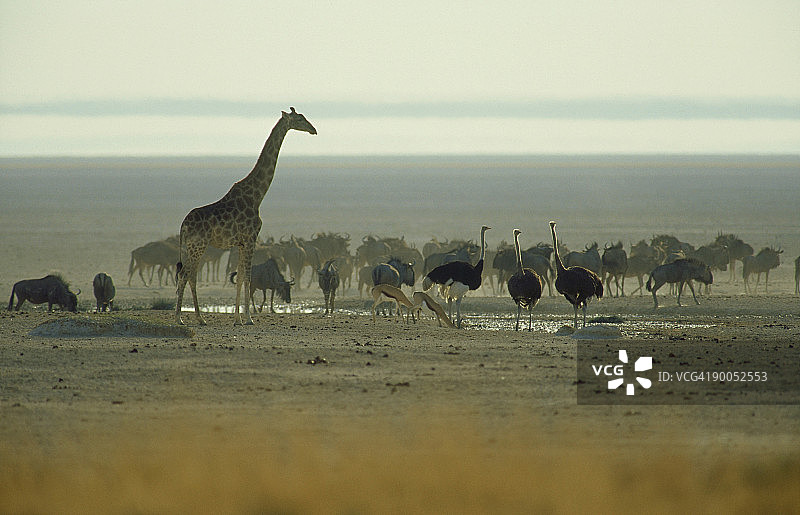 旱季野生动物集中在水坑：埃托沙国家公园，纳米比亚图片素材