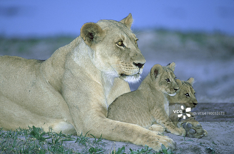 狮子：雌性和幼崽，博茨瓦纳乔贝国家公园图片素材