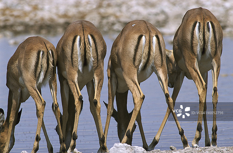 在埃托沙国家公园水坑喝水的黑脸高角羚图片素材