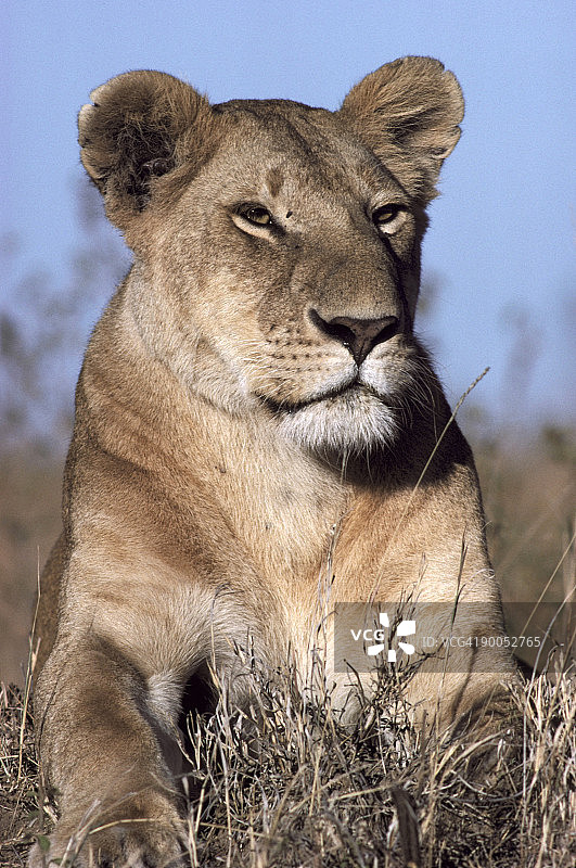 狮子（Panthera leo）在肯尼亚马赛马拉警惕着猎物图片素材