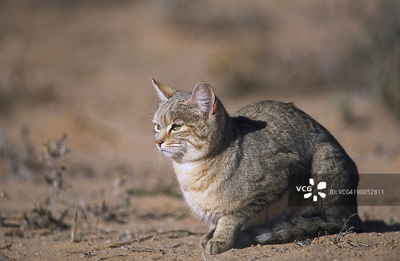 非洲野猫，南非卡拉哈迪跨国公园图片素材