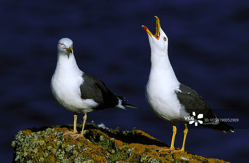 小黑背鸥图片素材