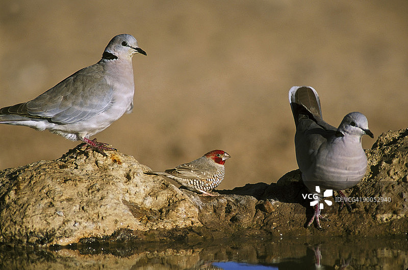 开普斑鸠图片素材