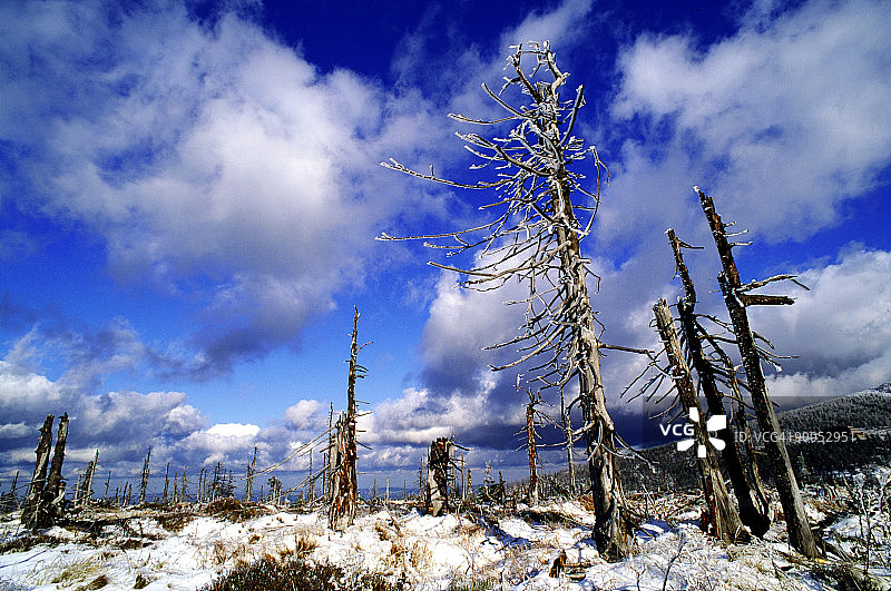 枯死的云杉林图片素材