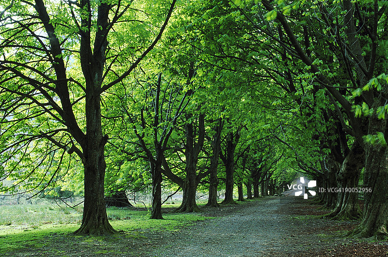 马栗树图片素材