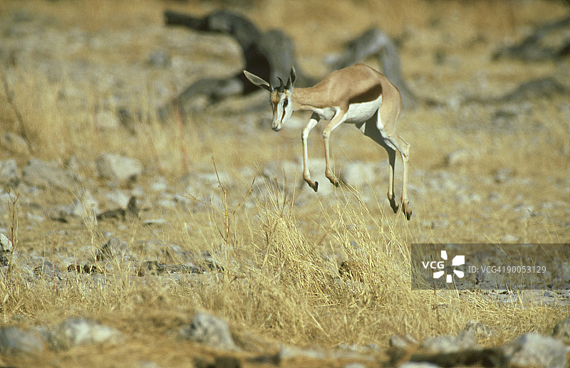 跳跃的跳羚，卡拉哈里沙漠，南非图片素材