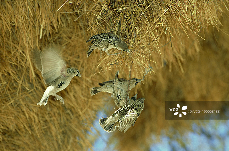 群织雀：纳米比亚埃托沙国家公园图片素材