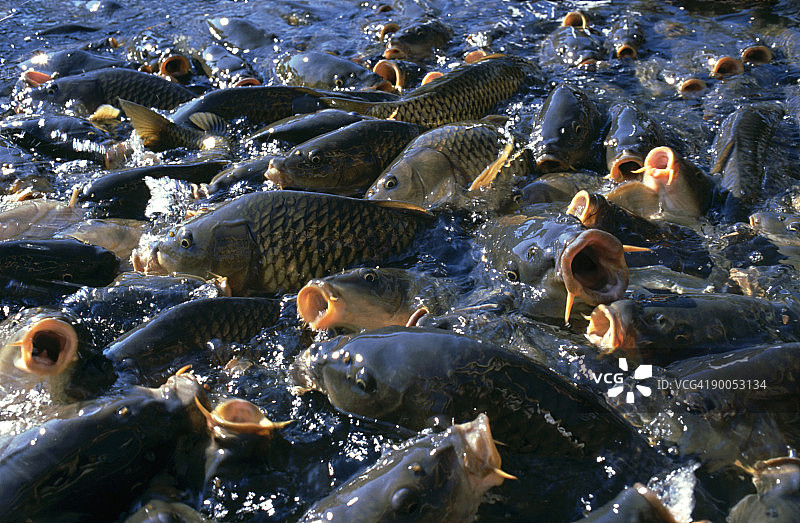 觅食的鲤鱼图片素材