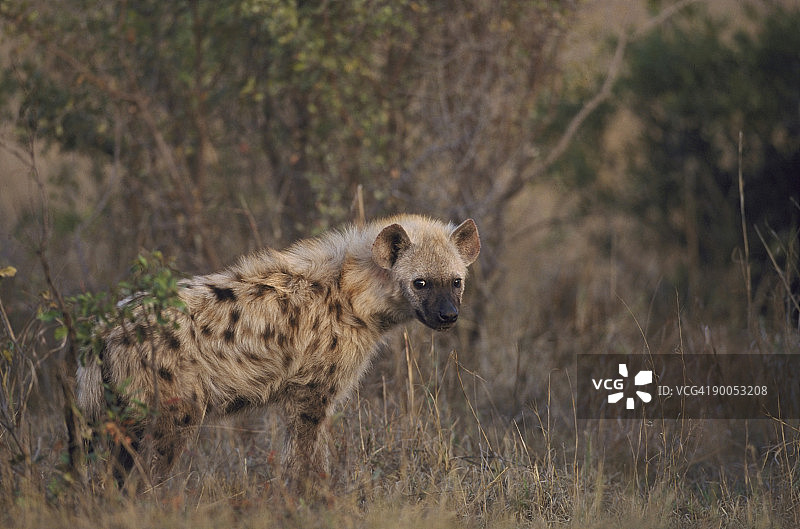 土狼幼崽，位于南非图片素材
