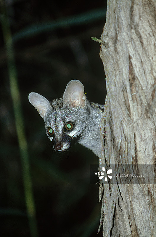 小型斑点麝猫图片素材