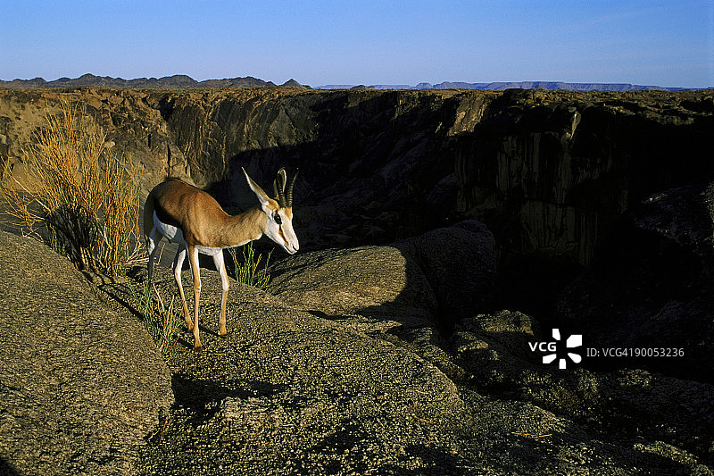 跳羚，位于奥格拉比斯瀑布峡谷边缘，开普省图片素材