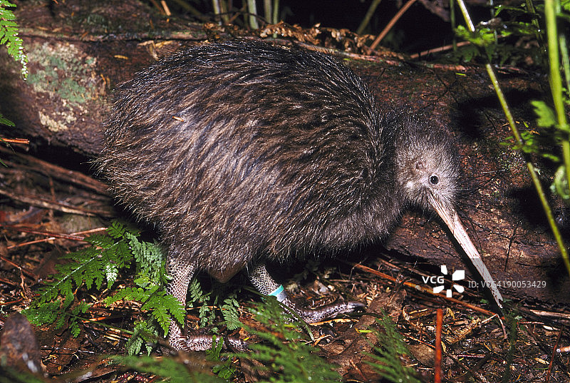 北岛棕色几维鸟图片素材