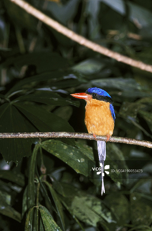 澳洲北部昆士兰低地雨林棕色胸极乐翠鸟图片素材