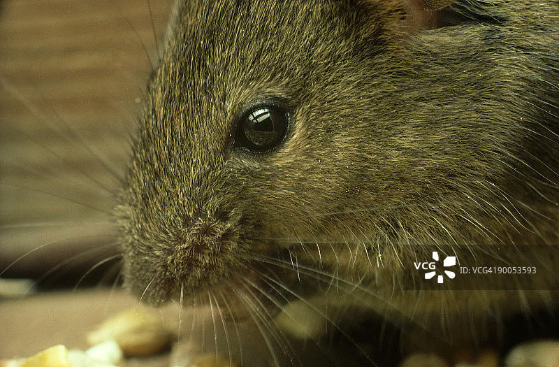 小家鼠：成年鼠以玉米为食图片素材