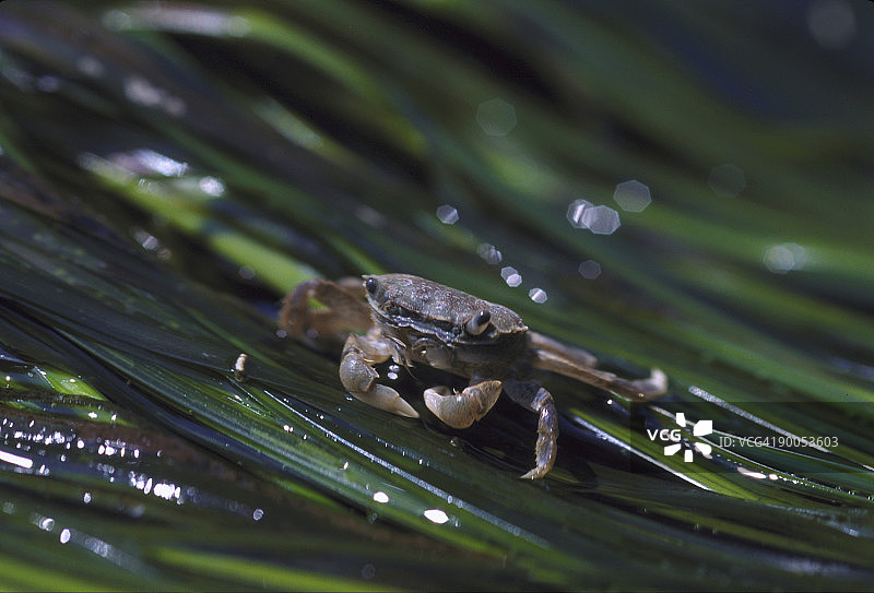 绿色海岸螃蟹图片素材