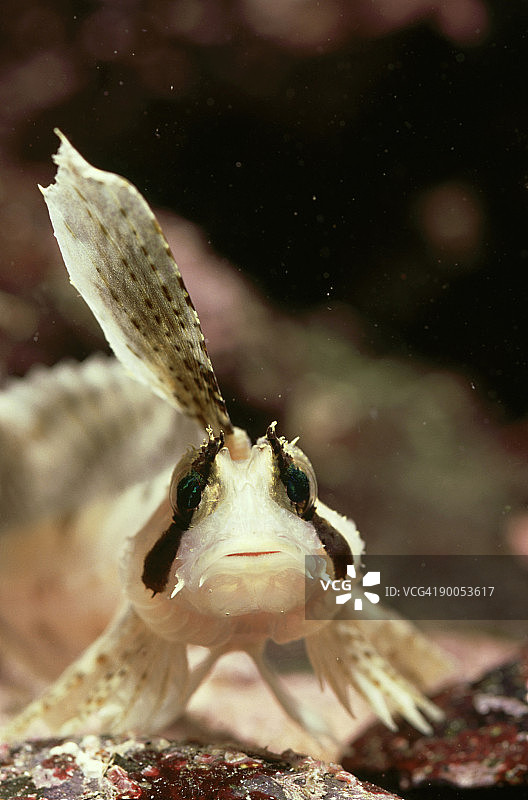 眼纹裸颈鰧，加拿大不列颠哥伦比亚省巴克利海峡图片素材