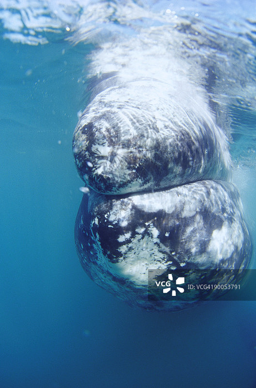在墨西哥下加利福尼亚州南部水下的小灰鲸图片素材