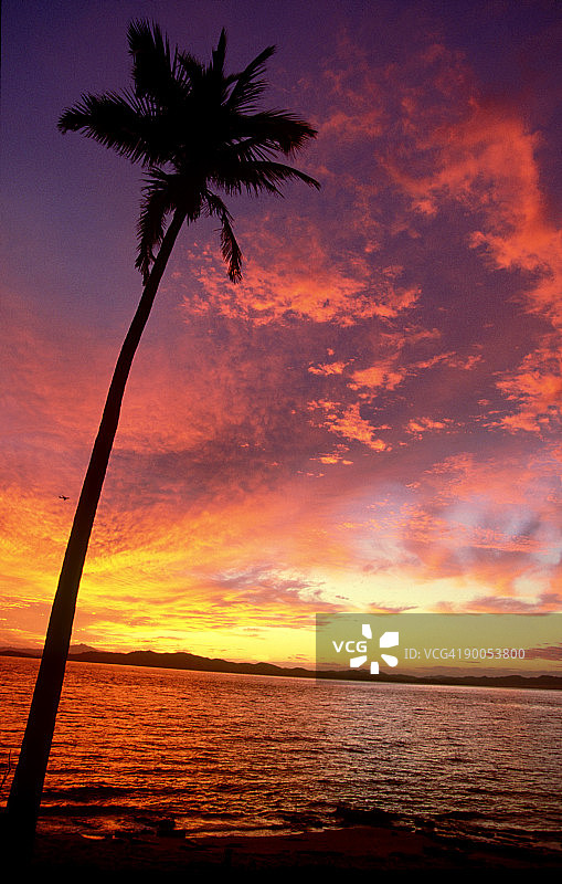 斐济塔瓦卢阿岛棕榈树日出图片素材