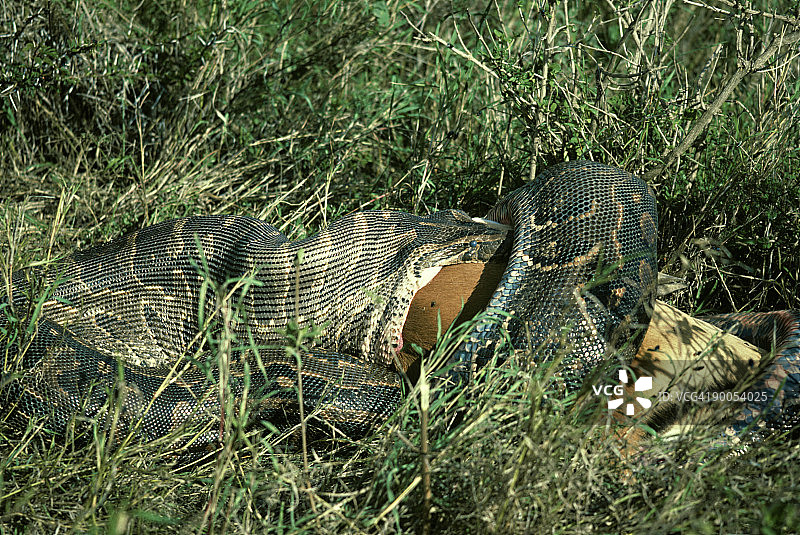 非洲岩蟒吞食黑斑羚（内罗毕国家公园，肯尼亚）图片素材