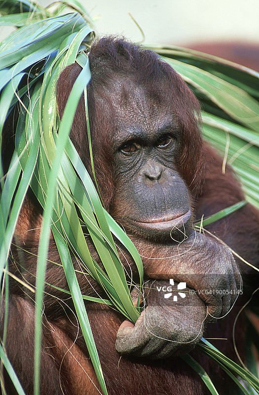 婆罗洲猩猩：食用食物的雌性猩猩，佛罗里达州劳里公园动物园图片素材