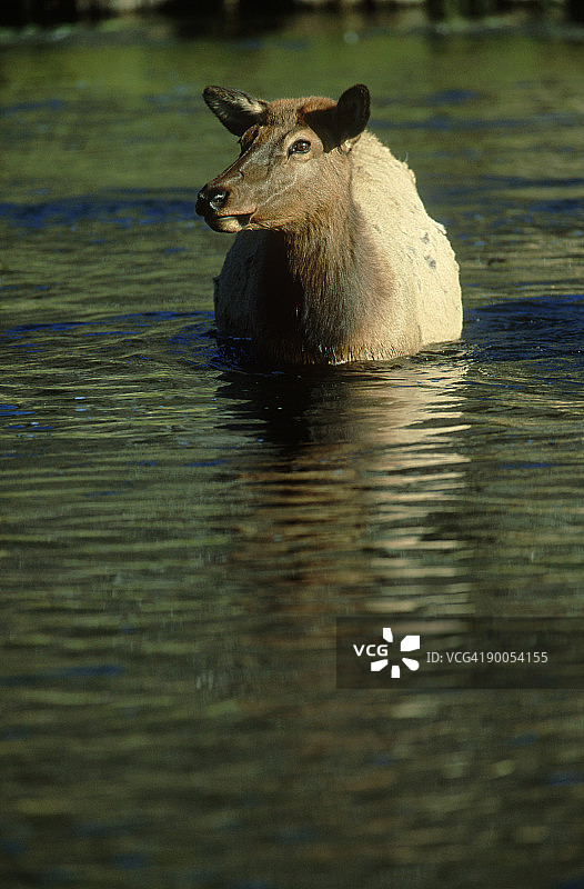 加拿大马鹿在黄石国家公园的河流中降温图片素材