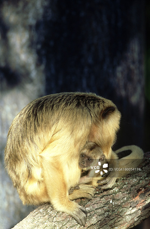 黑吼猴：母亲抱着幼崽，坦帕lowry公园动物园图片素材