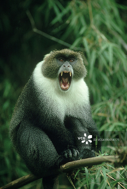 蓝猴：Cercopithecus mitis 呵欠，肯尼亚山国家公园图片素材