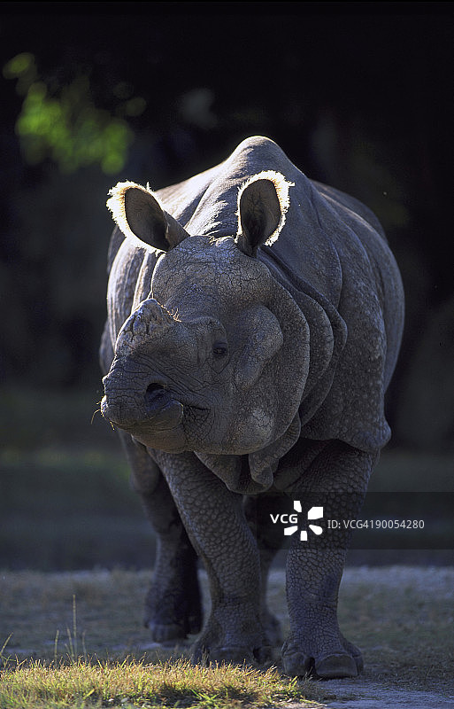 印度犀牛，佛罗里达州迈阿密动物园图片素材