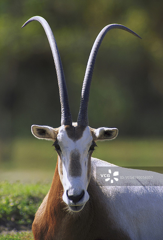 剑角羚，迈阿密动物园，佛罗里达州图片素材