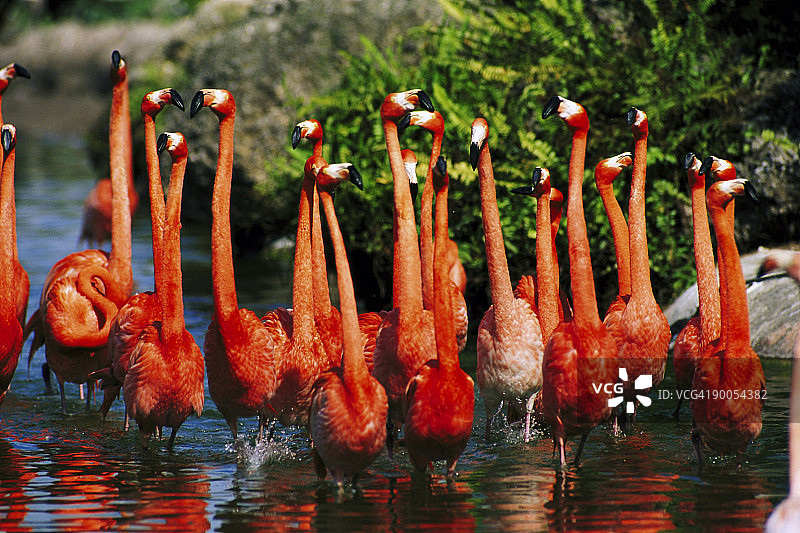 在佛罗里达州迈阿密地铁动物园游行的加勒比海火烈鸟图片素材
