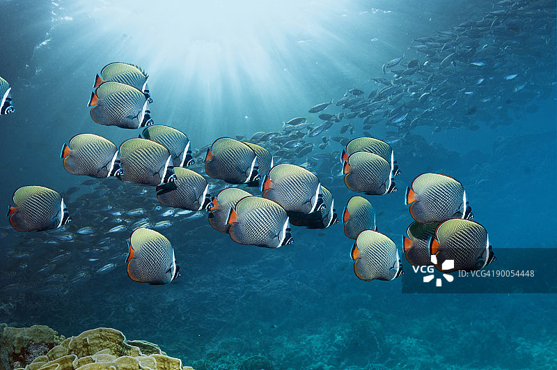 红尾或领蝴蝶鱼图片素材