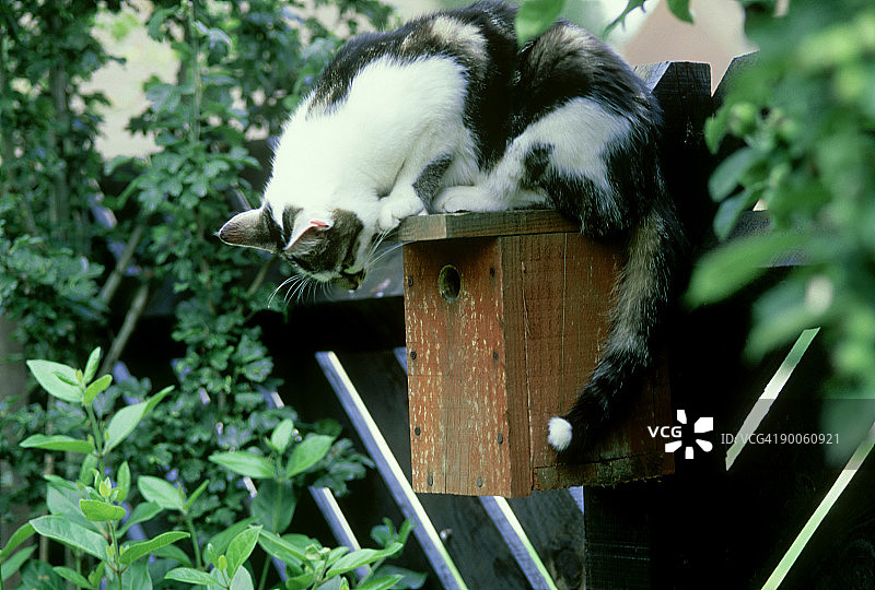 坐在猫窝里的猫图片素材