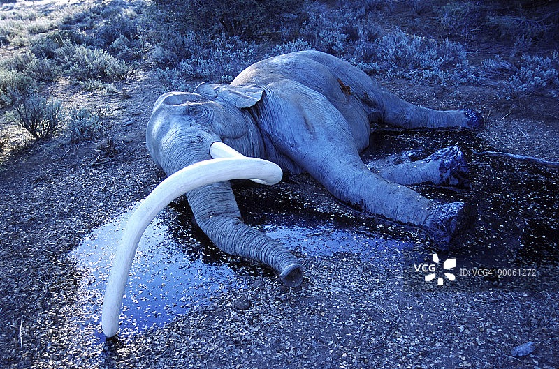 为BBC自然世界拍摄的哥伦比亚猛犸象模型，关于拉布雷亚沥青坑。美国加利福尼亚州图片素材