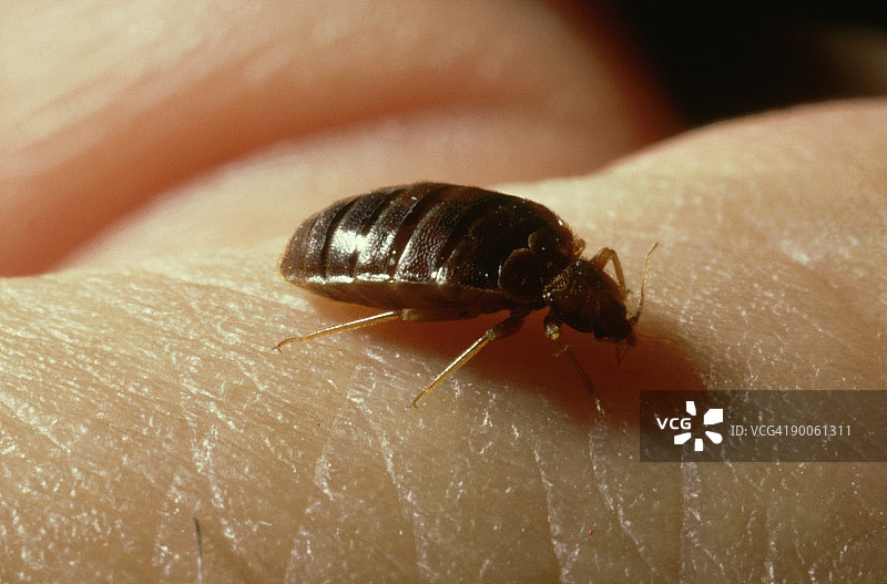 床虱：臭虫吸血（英国）图片素材