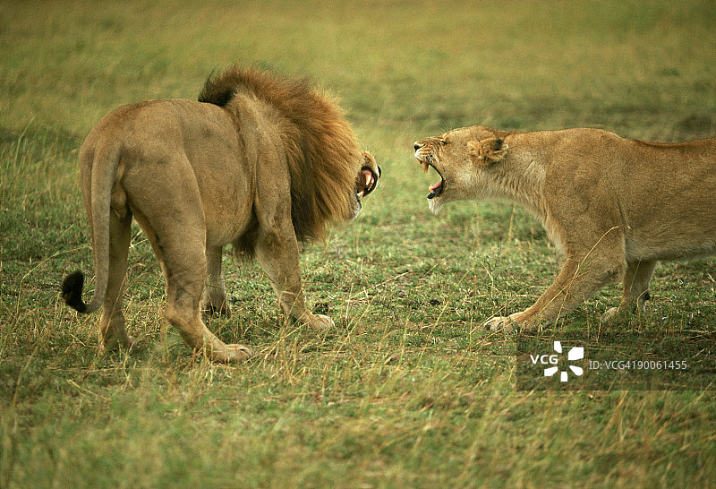 雄狮与雌狮的争斗，肯尼亚马赛马拉图片素材