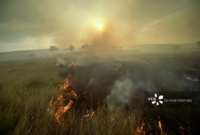 丛林大火，肯尼亚马赛马拉图片素材