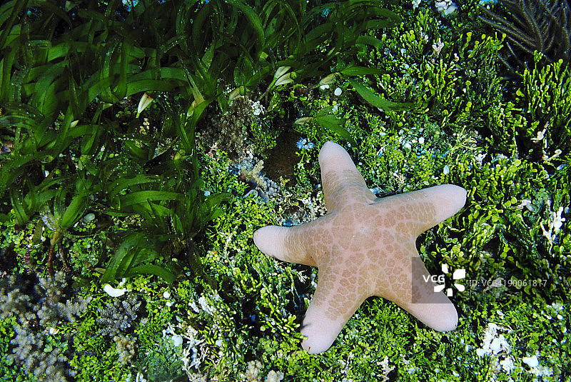 帝汶海藻丛中的颗粒海星图片素材