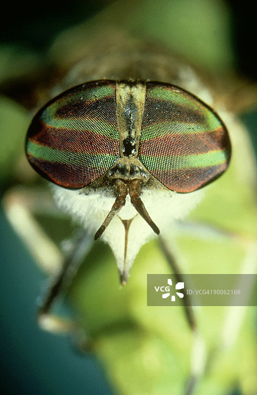 马蝇：hybomitra sp.，华盛顿特区图片素材