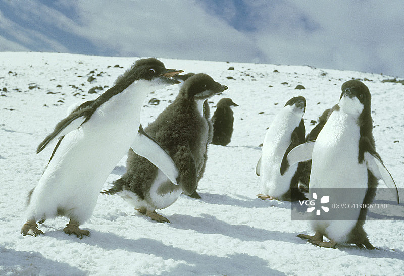阿德利企鹅，伸展，克罗泽角，南极洲图片素材